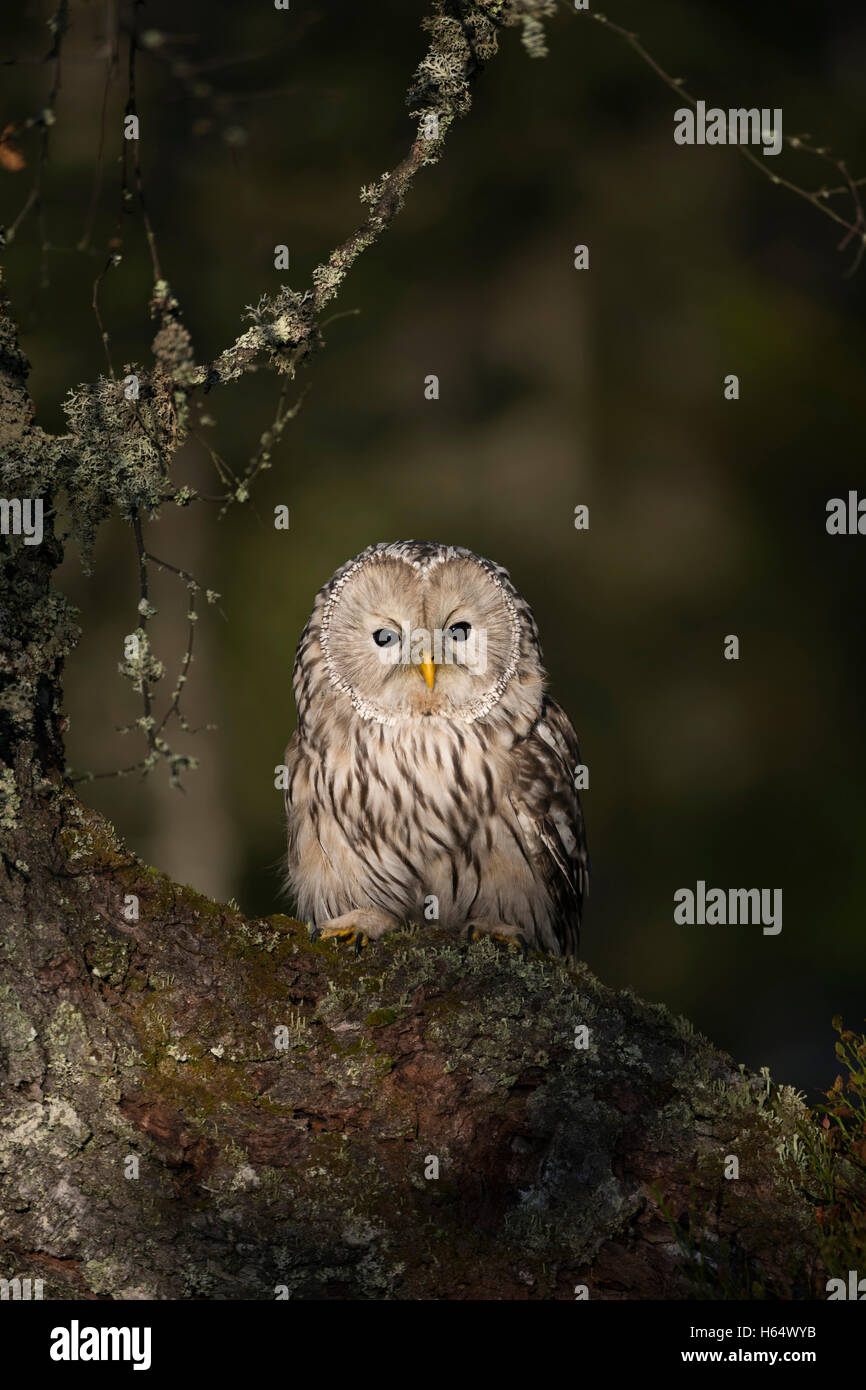 Habichtskauz / Habichtskauz (Strix Uralensis) thront in einen alten Baum, ersten Morgenlicht sieht klug, die schönste Eule, Europa. Stockfoto