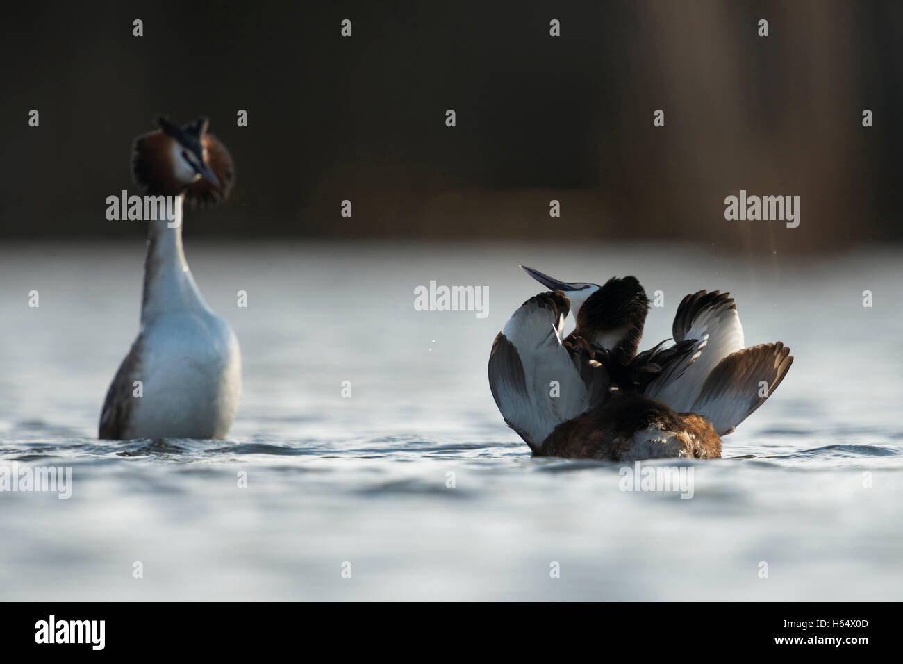 Großen Crested Haubentaucher (Podiceps Cristatus) paar führen Balz, schöne Pinguin und Katze stellen, halb geöffneten Flügel. Stockfoto