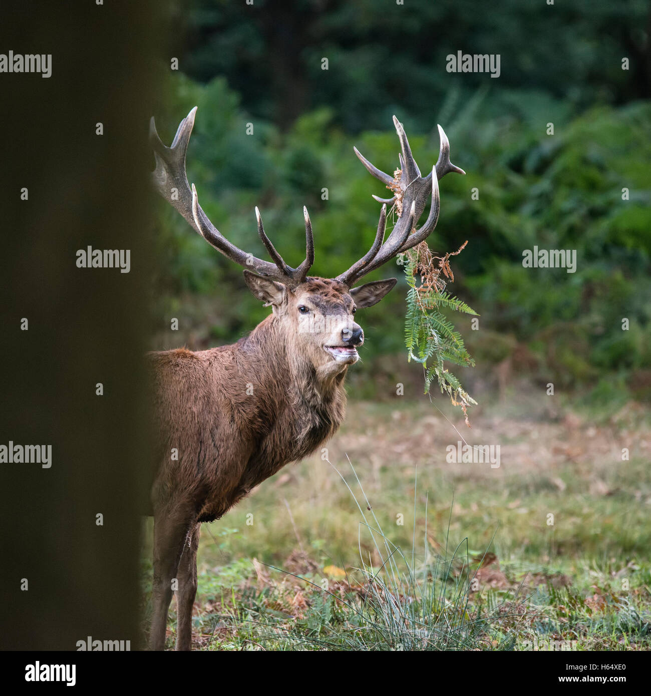 Majestätische Rotwild Hirsch Cervus Elaphus in Waldlandschaft während der Brunft Saison im Herbst Herbst Stockfoto