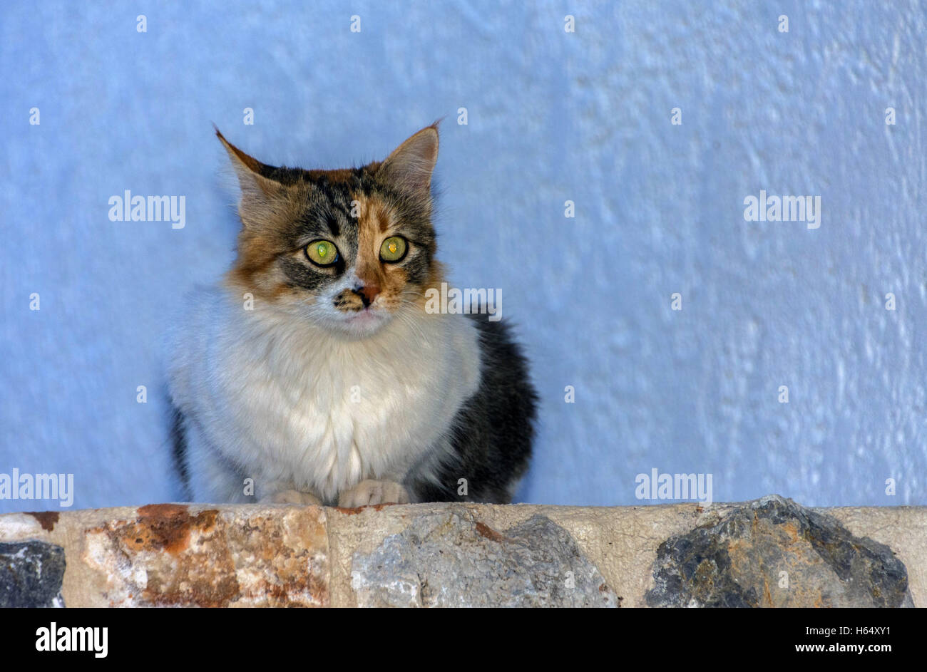 Feral weiß und Schildpatt Katze mit grünen Augen auf Wand mit blassen Hintergrund saß Stockfoto