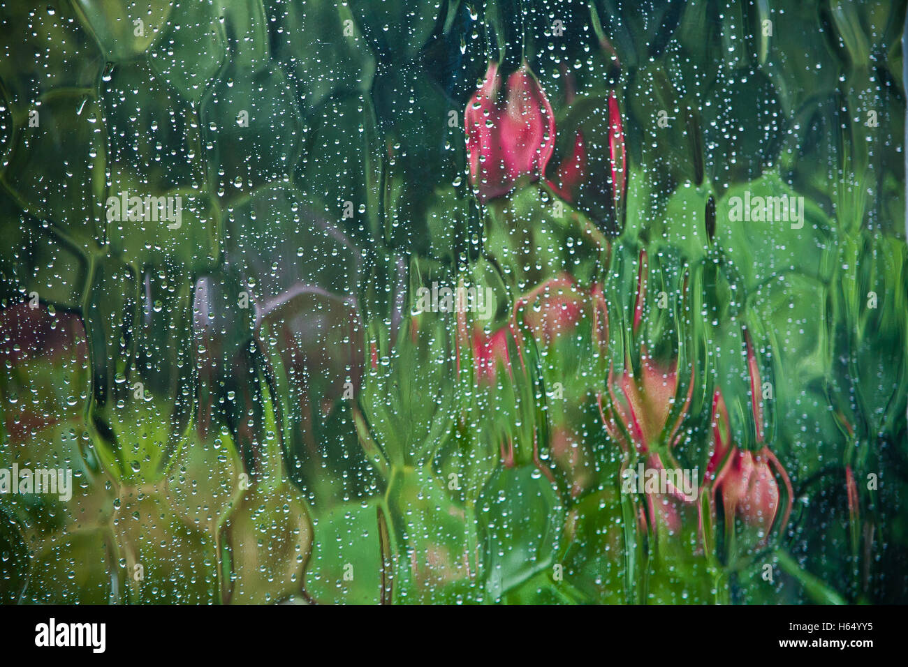 Garten Blumen gesehen durch Regen bespritzt Ornamentglas. Stockfoto