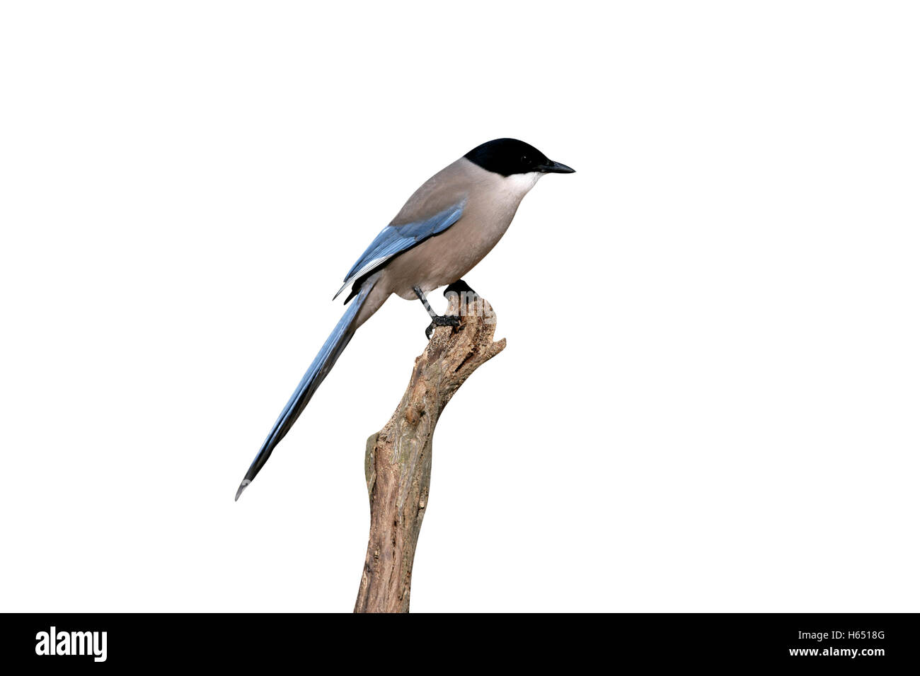 Azure-winged Elster, Cyanopica Cyana, einziger Vogel auf Zweig, Spanien Stockfoto