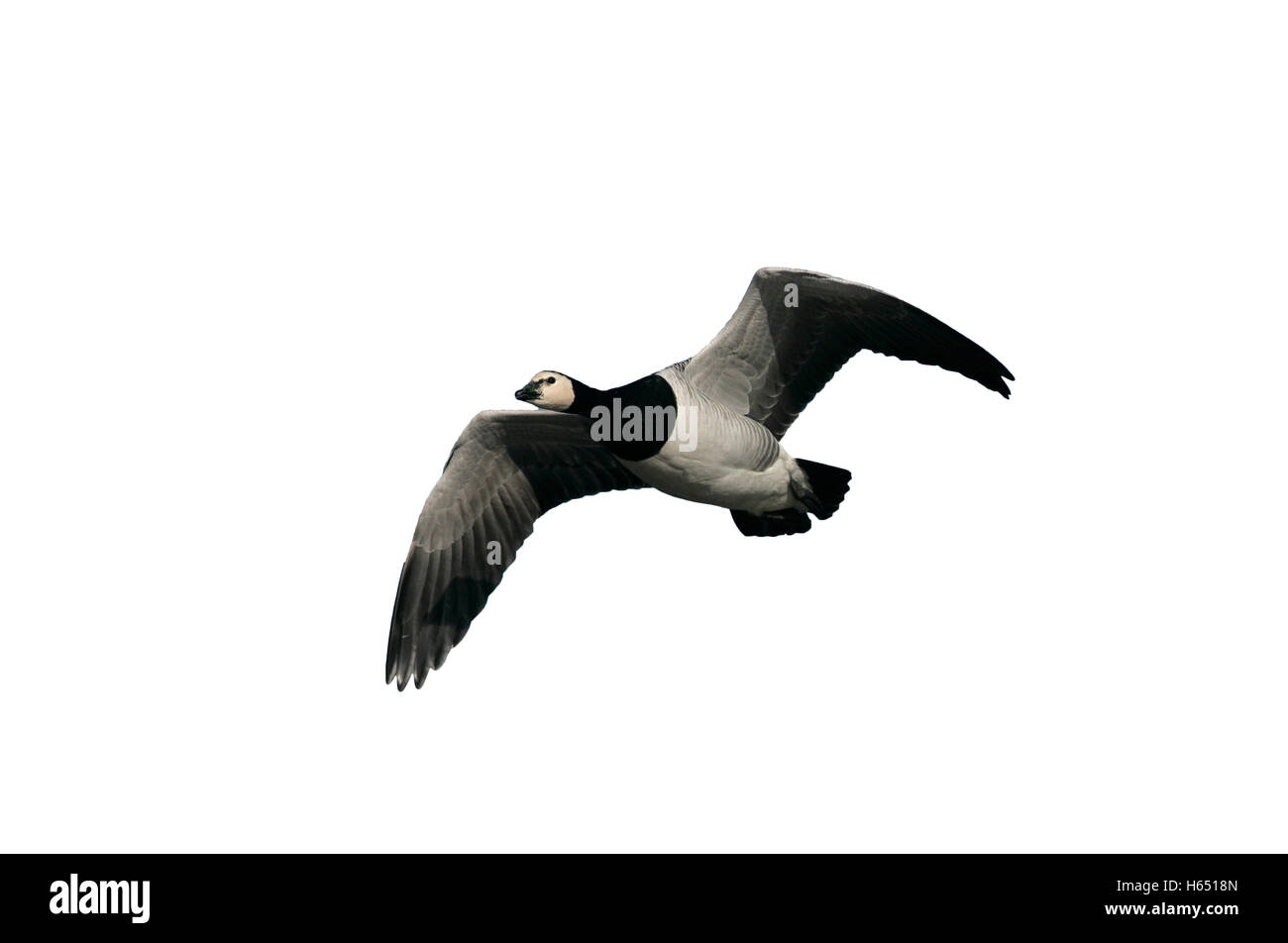 Weißwangengans, Branta Leucopsis, einziger Vogel im Flug, Gloucestershire, Herbst Stockfoto