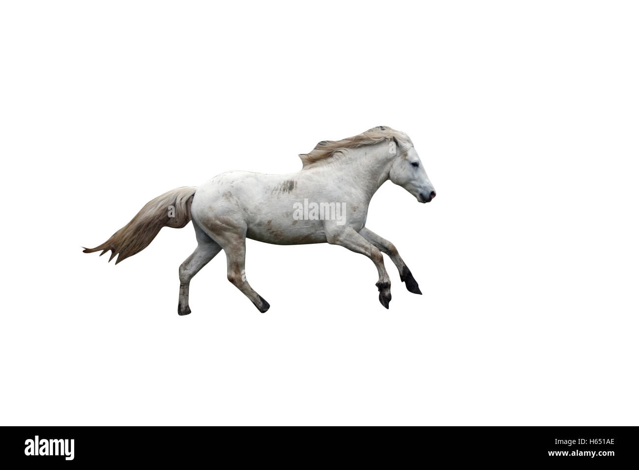 Camargue weißen Pferd, Rennen, Camargue, Frankreich Stockfoto