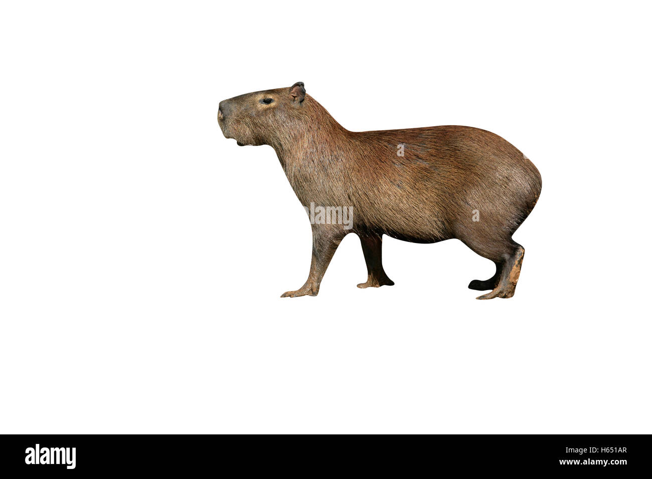 Capybara, Hydrochoerus Hydrochaeris, Tier, Wasser, Brasilien Stockfoto