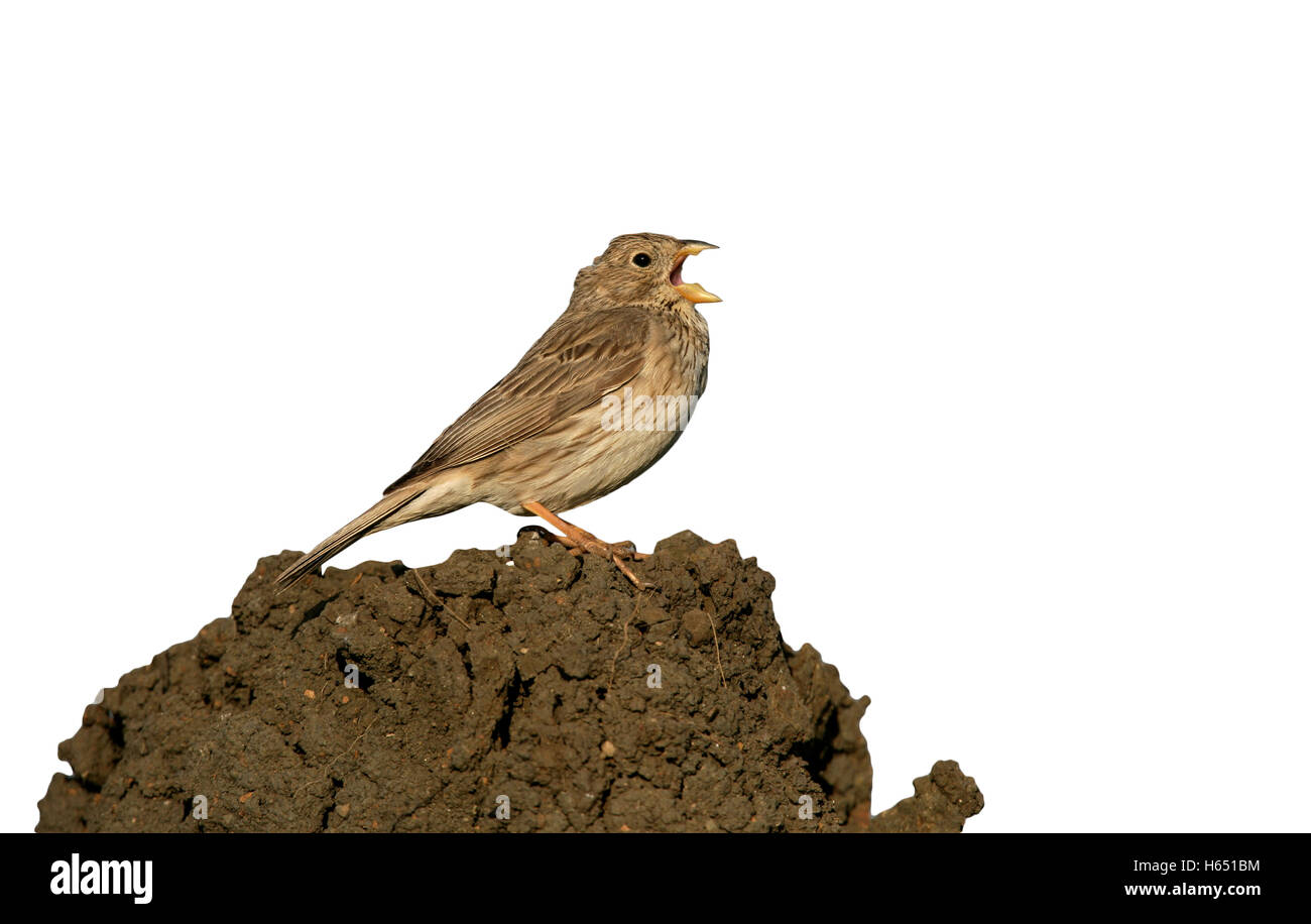 Grauammer, Emberiza Calandra, einziger Vogel singen, Spanien, März 2008 Stockfoto