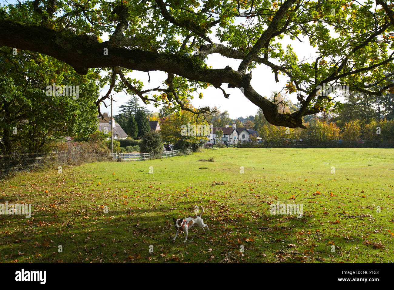 Swan grün, Emery, Lyndhurst, Hampshire, England, UK Stockfoto