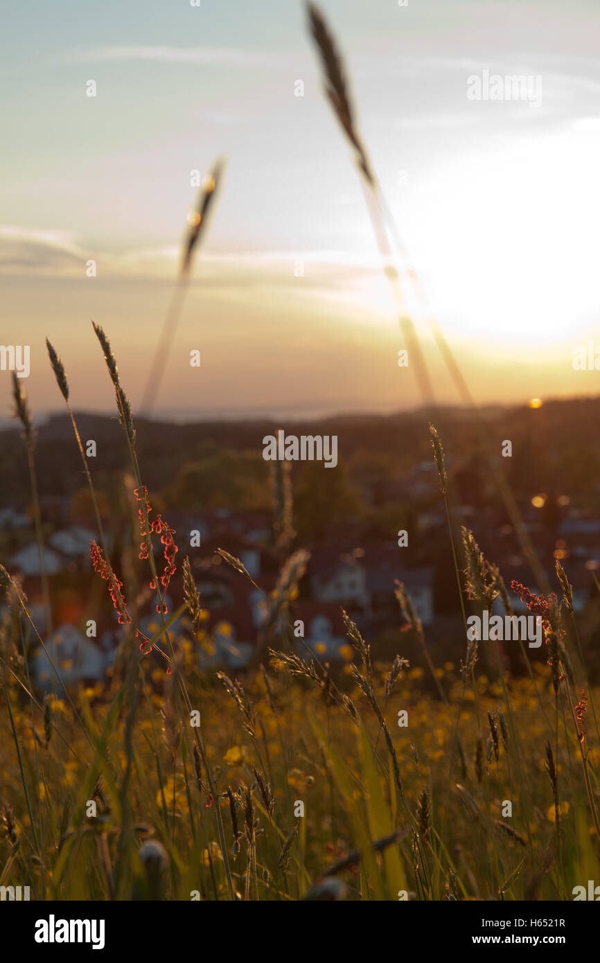 Idyllische Landschaft in den Alpen mit Sommerwiesen und blühenden Blumen Stockfoto