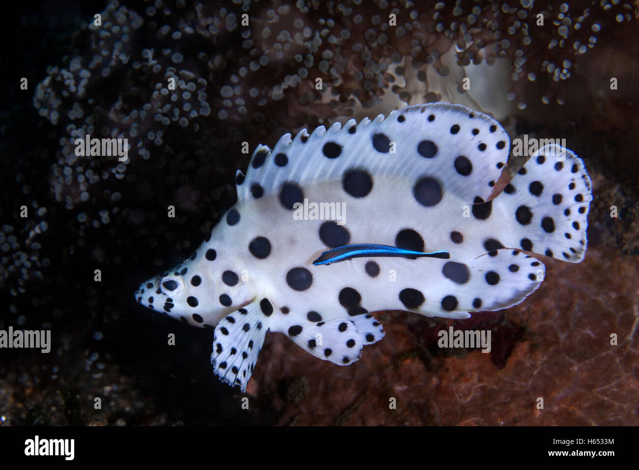 Barramundi Jungkabeljauen gereinigt durch eine blau gestreift Lippfische. Stockfoto