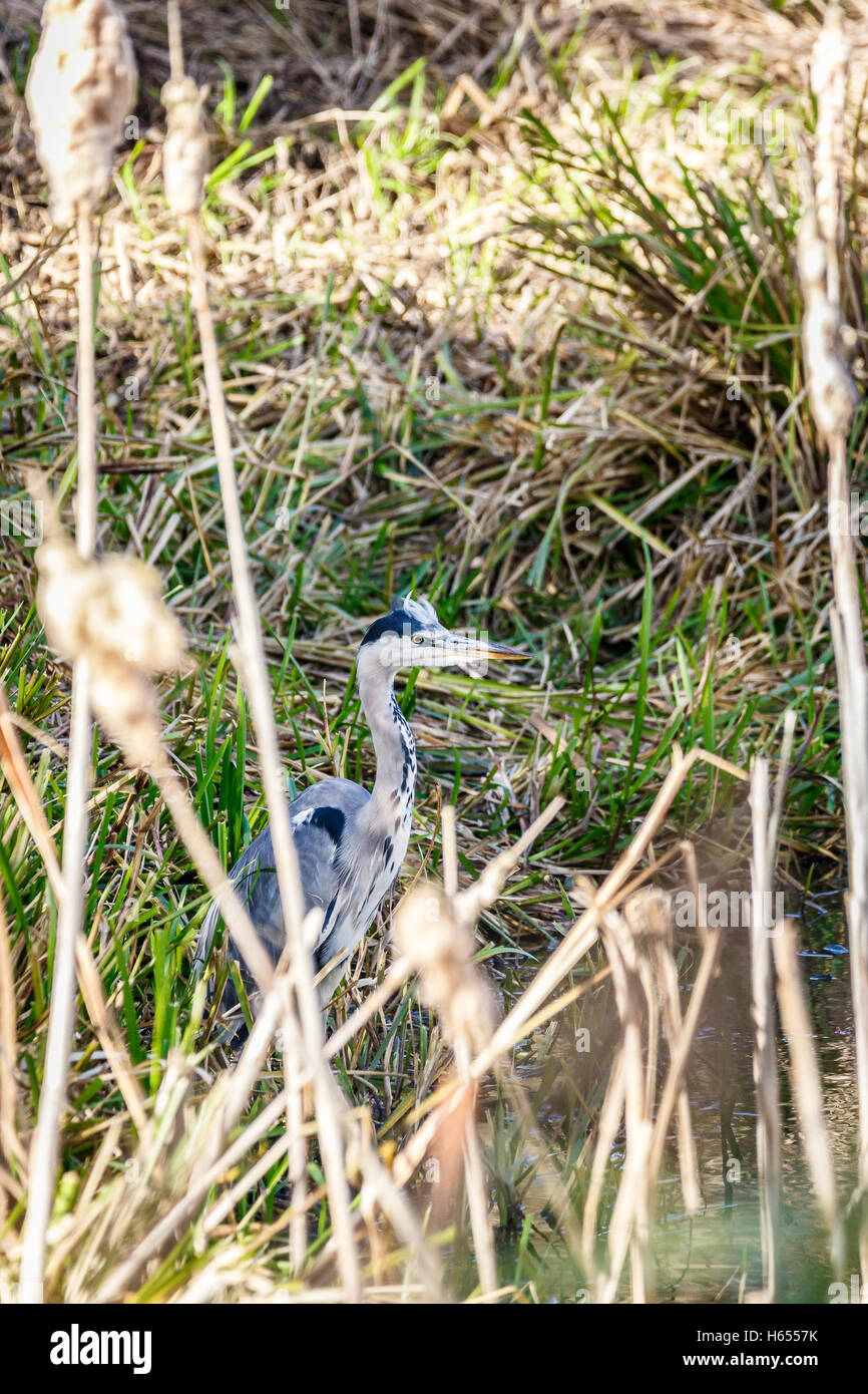 Graureiher am Rand Wassers Stockfoto