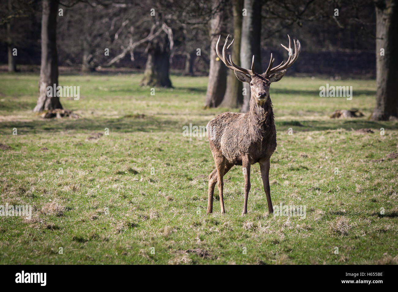 Einsamer Hirsch im Studley Royal Stockfoto