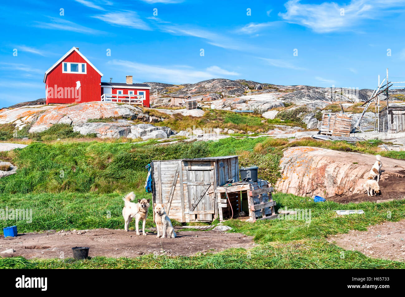 Grönlandhunde ruht in Rodebay Siedlung in Grönland. Stockfoto