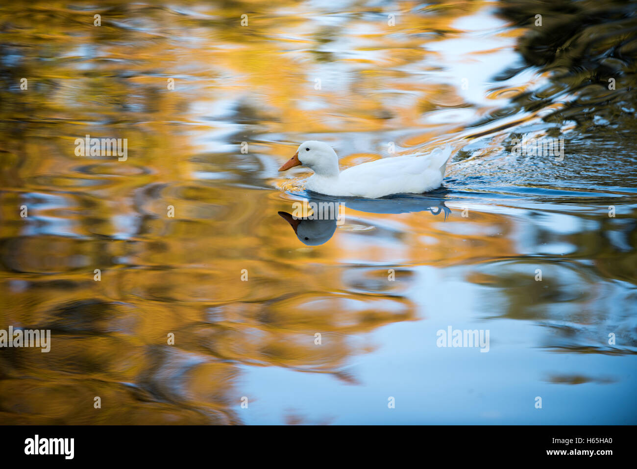 Glasgow, Schottland. 25. Oktober 2016. UK-Wetter: Enten in der Königin-Park-Teich Baden in die herbstliche Morgensonne. Stockfoto