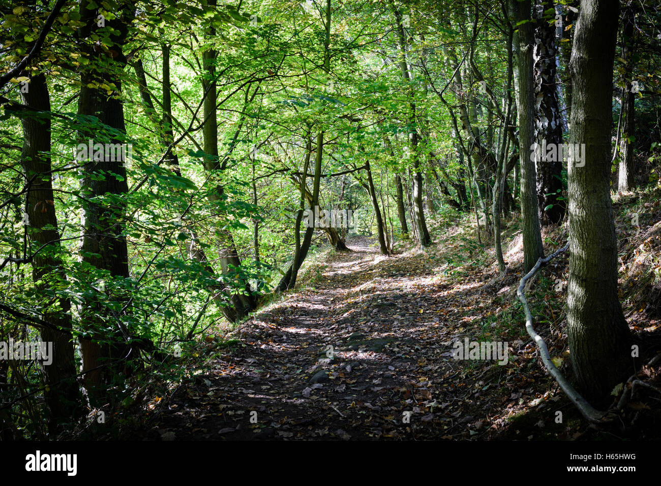 Lea, Derbyshire, UK. 25. Oktober 2016. Das kleine Dorf von Lea und Bogen Holz war berühmtesten Bewohner Florence Nightingale dessen Familie nach Hause Lea Hurst im Dorf ist. Bildnachweis: Ian Francis/Alamy Live-Nachrichten Stockfoto