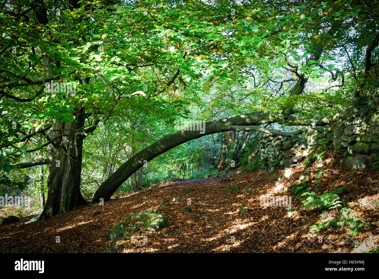 Lea, Derbyshire, UK. 25. Oktober 2016. Das kleine Dorf von Lea und Bogen Holz war berühmtesten Bewohner Florence Nightingale dessen Familie nach Hause Lea Hurst im Dorf ist. Bildnachweis: Ian Francis/Alamy Live-Nachrichten Stockfoto