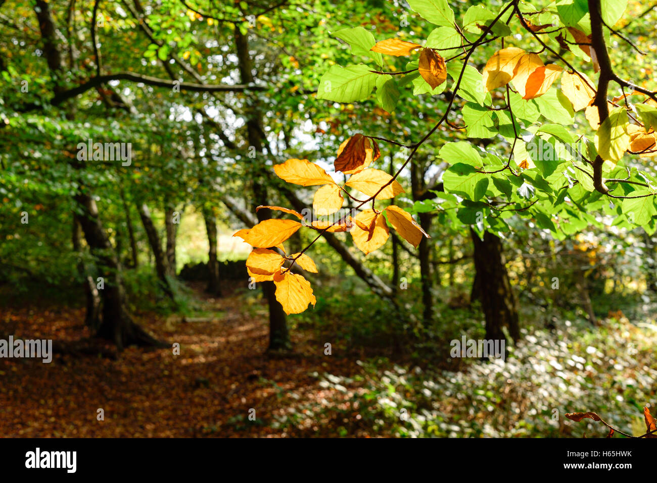 Lea, Derbyshire, UK. 25. Oktober 2016. Das kleine Dorf von Lea und Bogen Holz war berühmtesten Bewohner Florence Nightingale dessen Familie nach Hause Lea Hurst im Dorf ist. Bildnachweis: Ian Francis/Alamy Live-Nachrichten Stockfoto