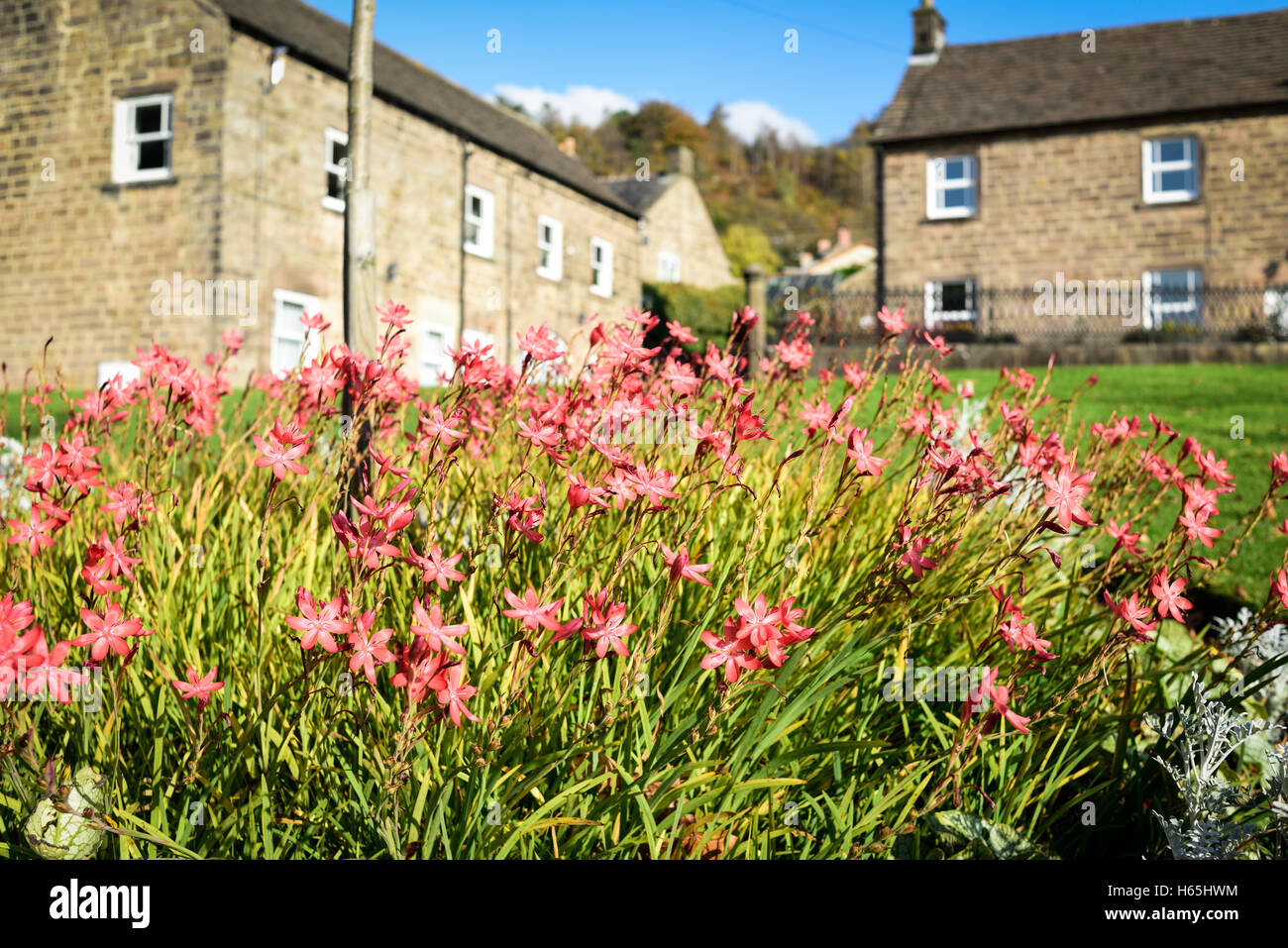 Lea, Derbyshire, UK. 25. Oktober 2016. Das kleine Dorf von Lea und Bogen Holz war berühmtesten Bewohner Florence Nightingale dessen Familie nach Hause Lea Hurst im Dorf ist. Bildnachweis: Ian Francis/Alamy Live-Nachrichten Stockfoto