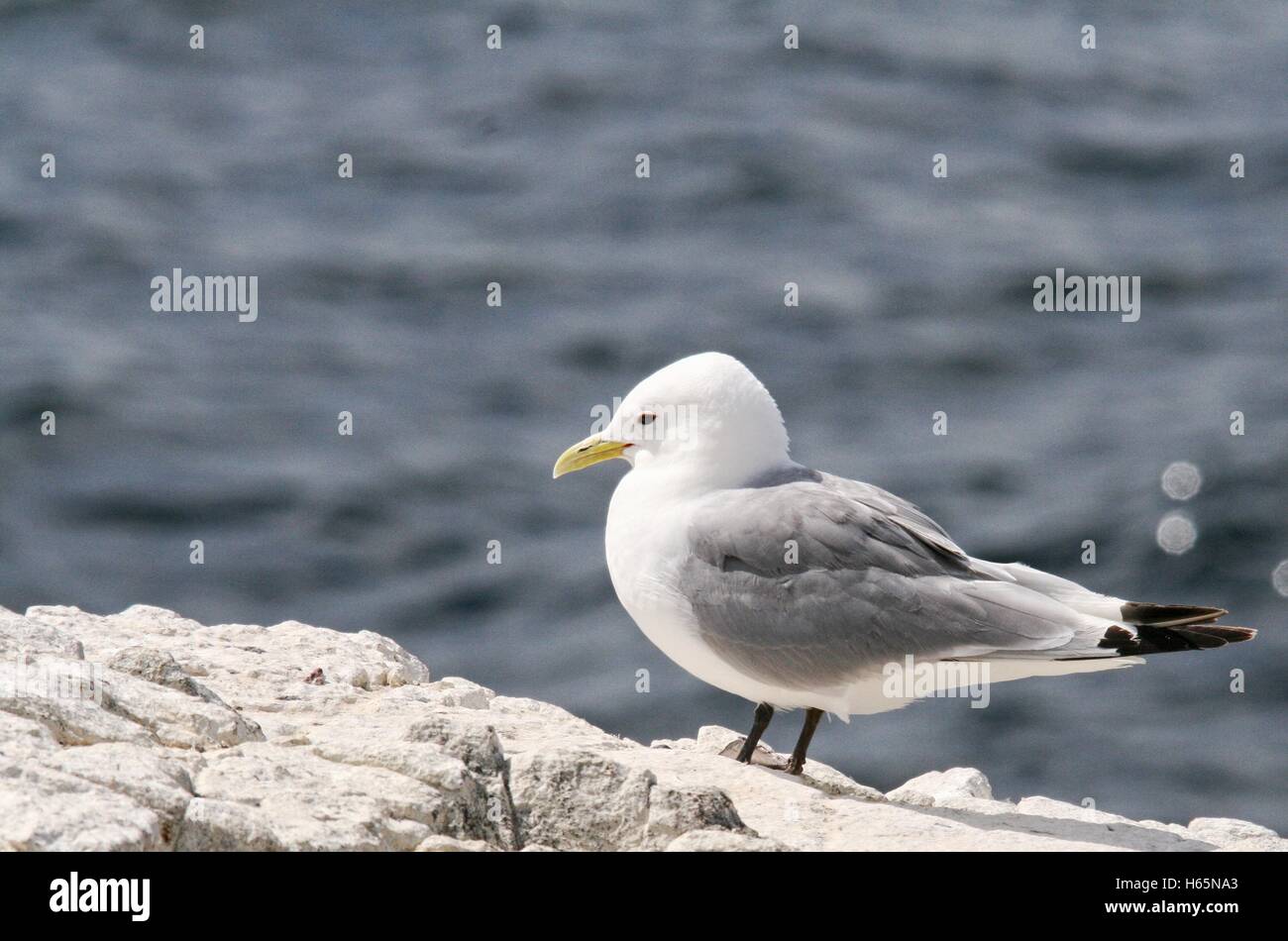 Einzelne Kittiwake Vogel steht auf einem Felsen mit grauen Meer im Hintergrund Stockfoto