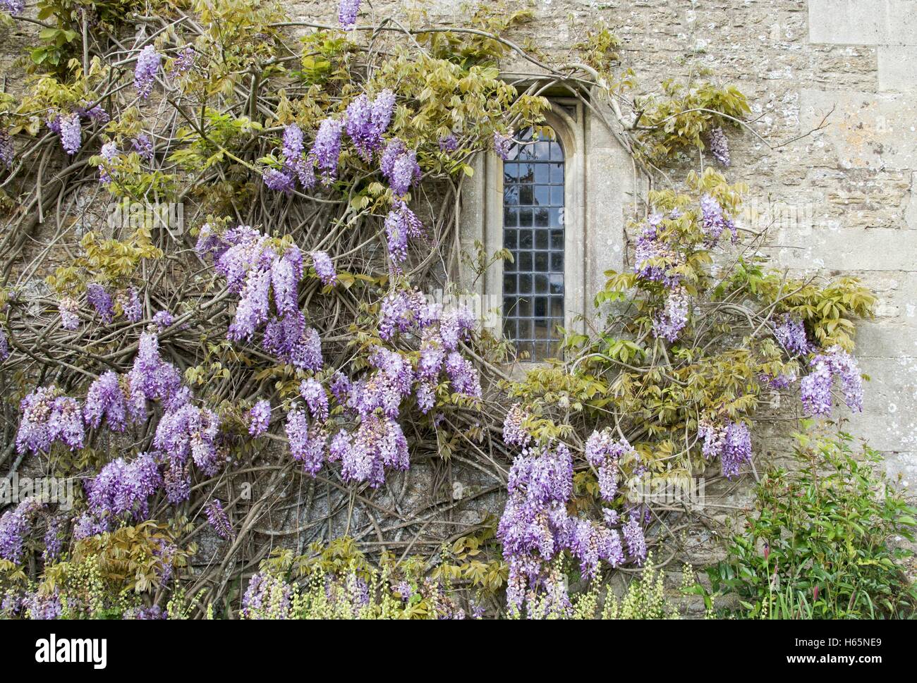 Wysteria Blüte auf ein altes Gebäude mit einem verbleiten Fenster. Stockfoto