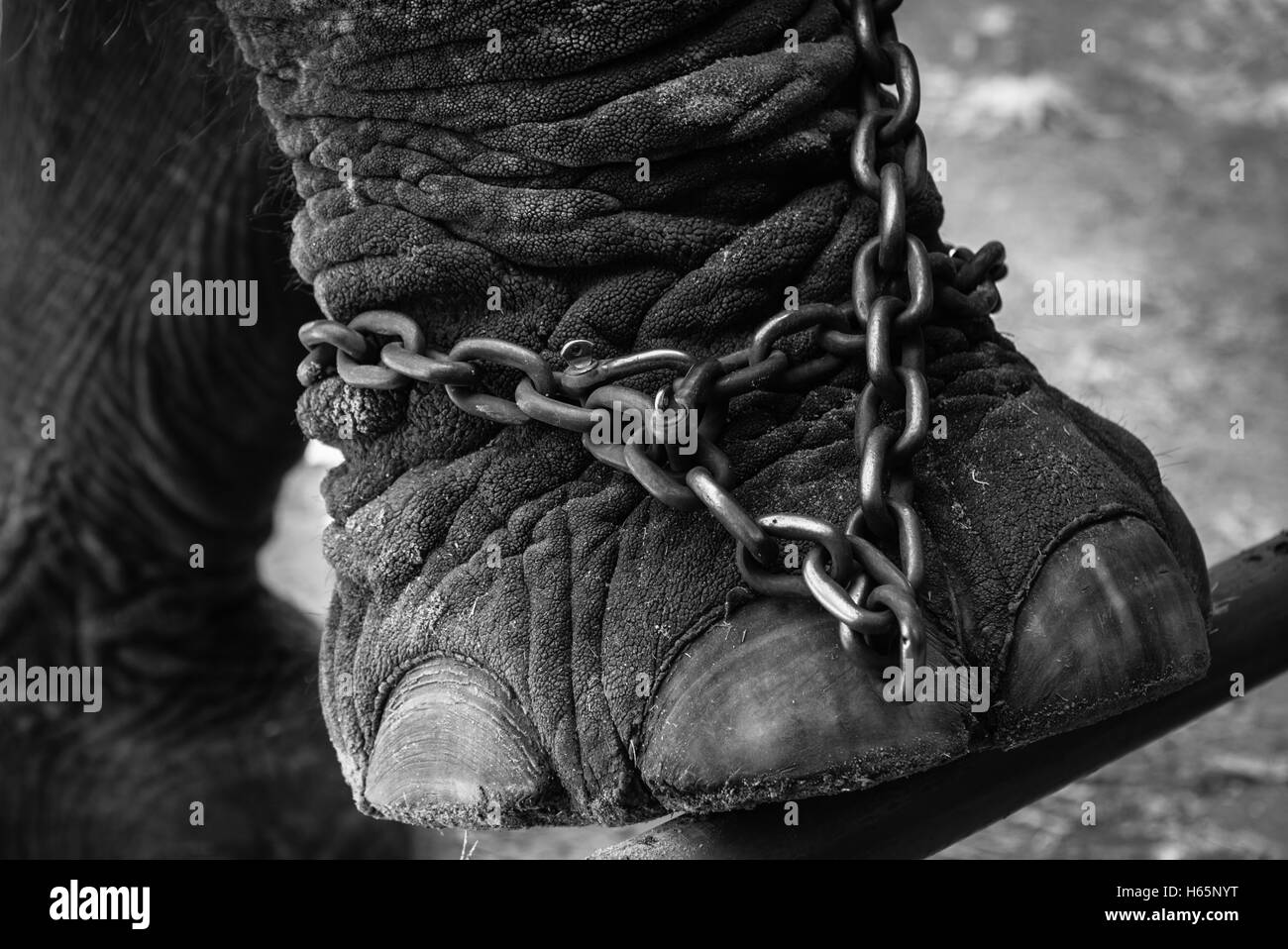 Elefanten angekettet. Nahaufnahme der großen Füße eines Elefanten. Stockfoto