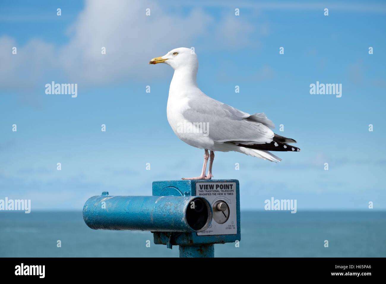Eine Möwe thront auf einem blauen Zahlen Teleskop gegen das Meer & ein blauer Himmel Stockfoto