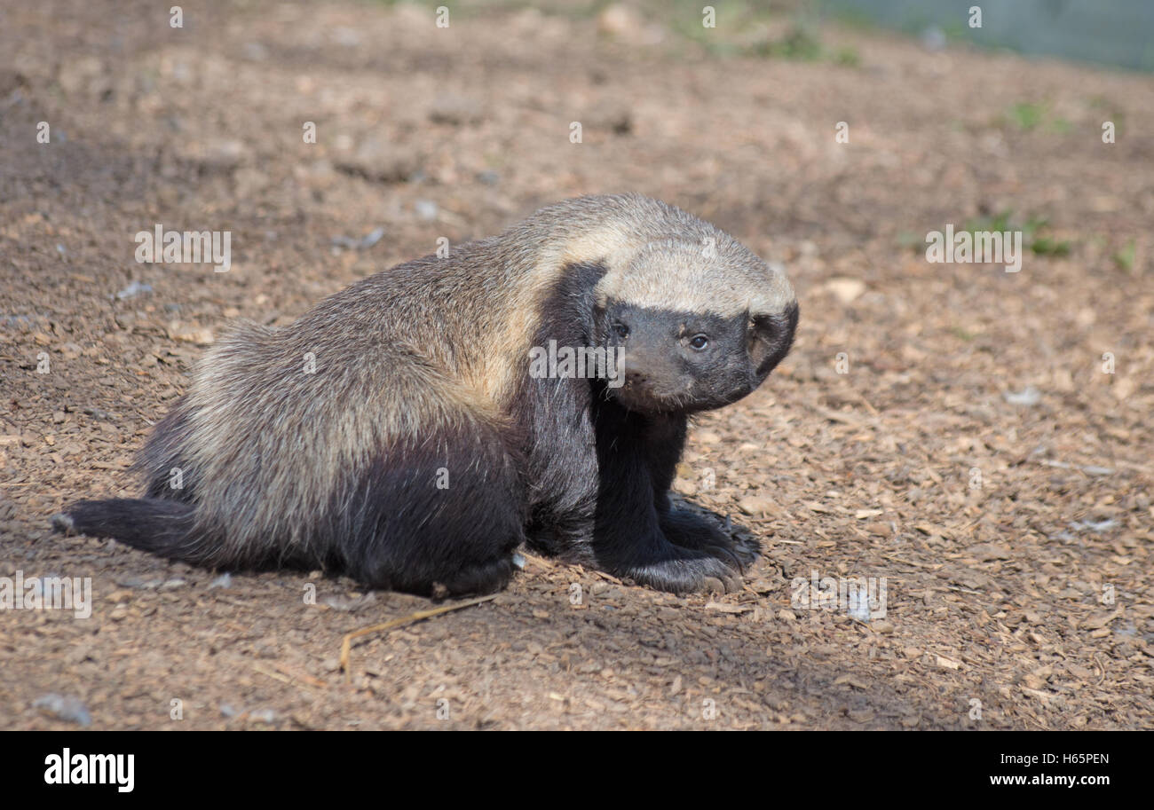 Honig-Dachs, Mellivora Capensis, Afrika, Arabien, Captiove Stockfoto