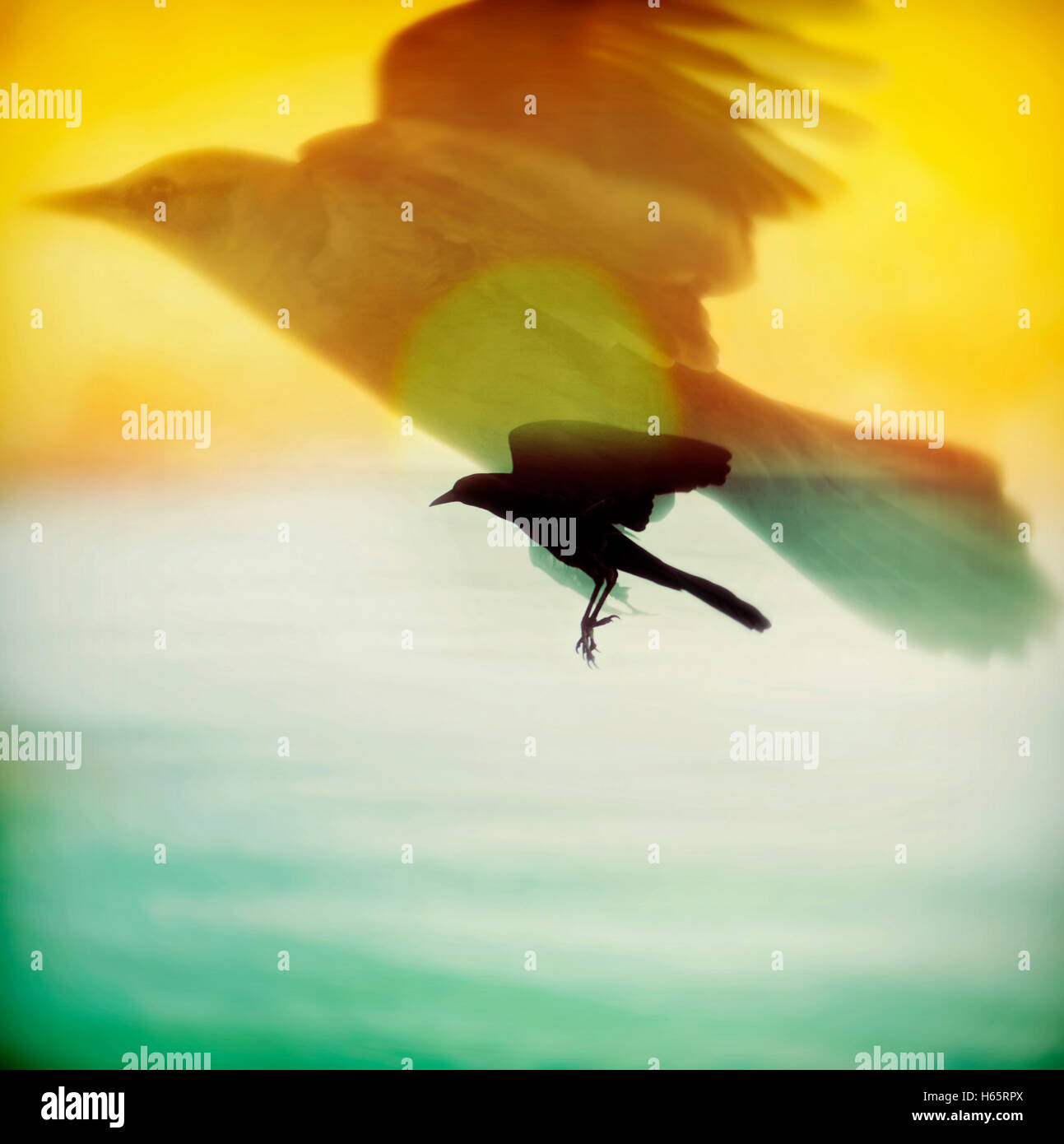 Doppelbelichtung Bild eines Vogels im Flug über den Sonnenuntergang Ozean im Hintergrund Stockfoto