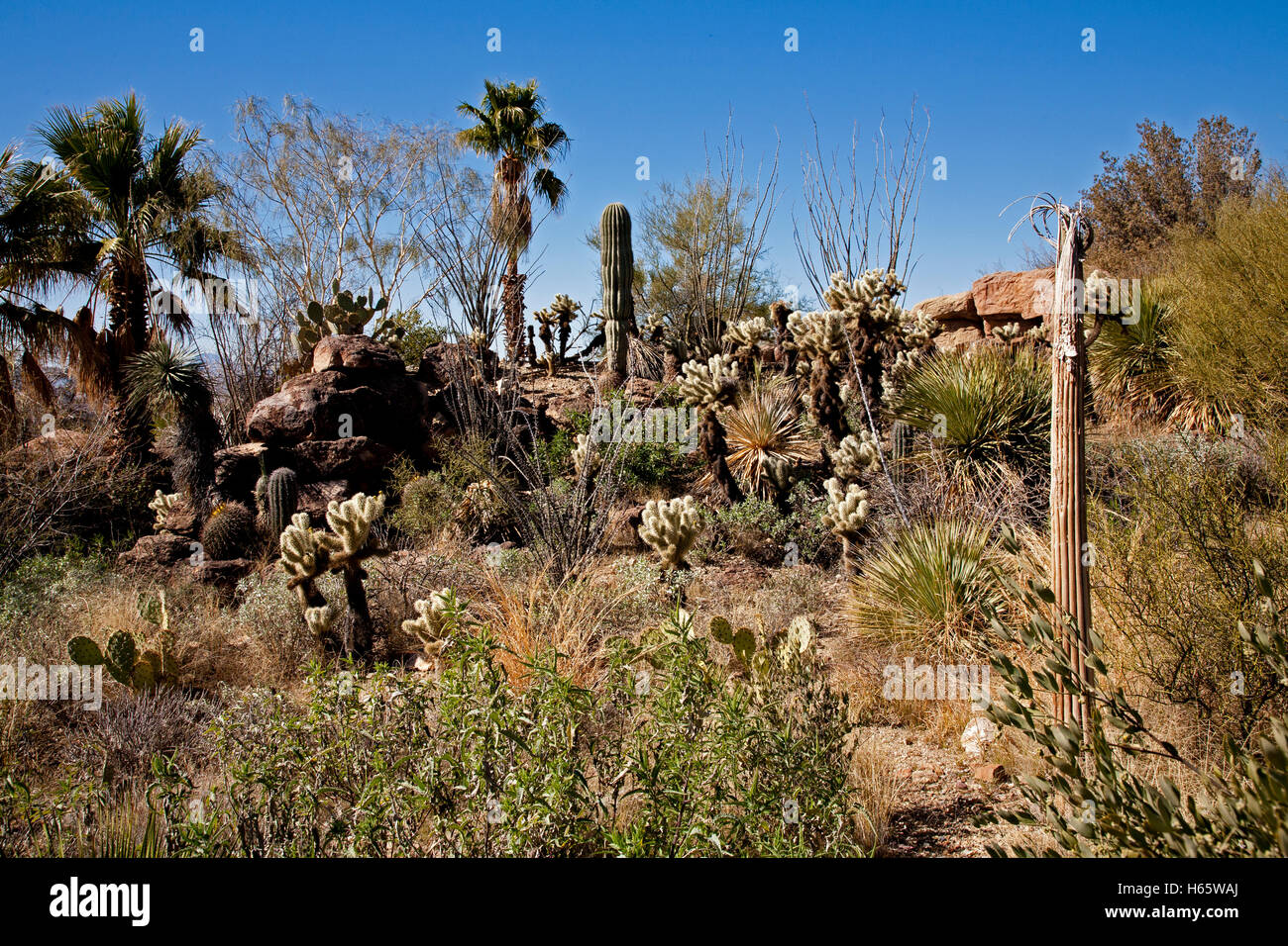 Typische Hilllside in der Sonora-Wüste im südlichen Arizona Santa Cruz County.  La Cholla, Saguaro Cactusoutcropping Felsen, Stockfoto