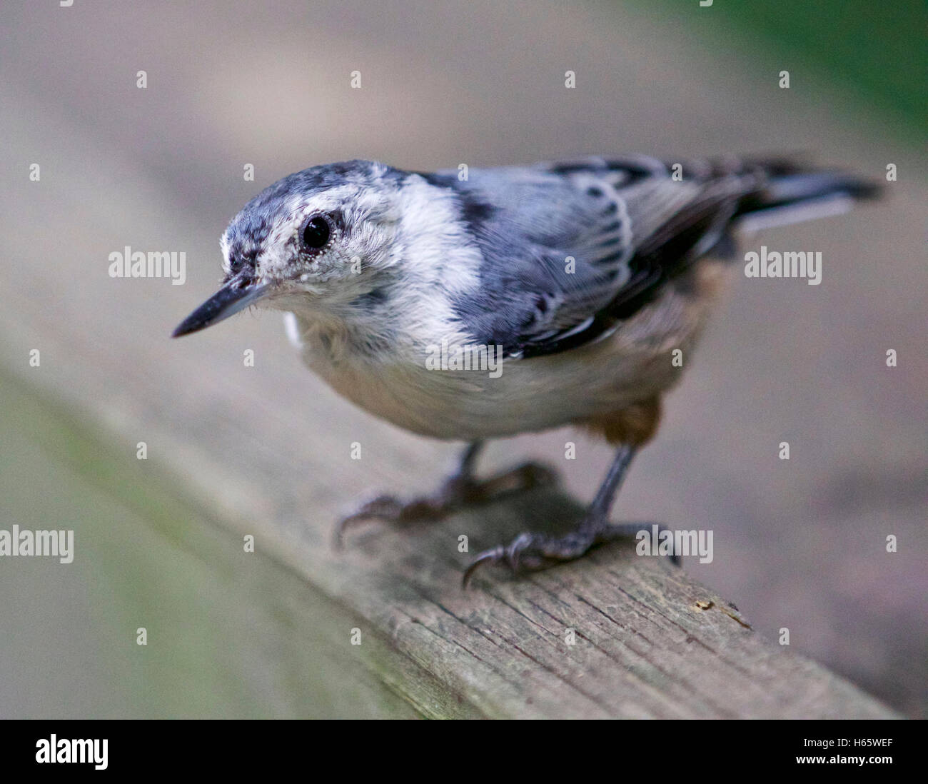 Schöne isolierte Bild mit einem weißen Brüsten Kleiber Stockfoto