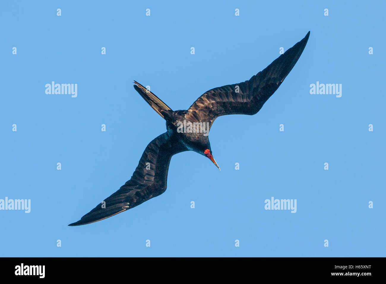 Ecuador, Galápagos-Inseln, Isla Isabella, Elizabeth Bay Fregattvogels im Flug Stockfoto