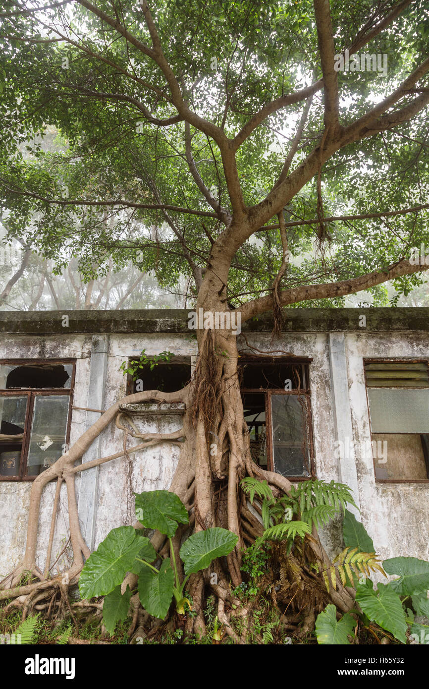 Üppiger Baum und alten, verlassenen Gebäude nahe dem Dorf Ngong Ping auf Lantau Island in Hongkong, China, von vorne gesehen. Stockfoto