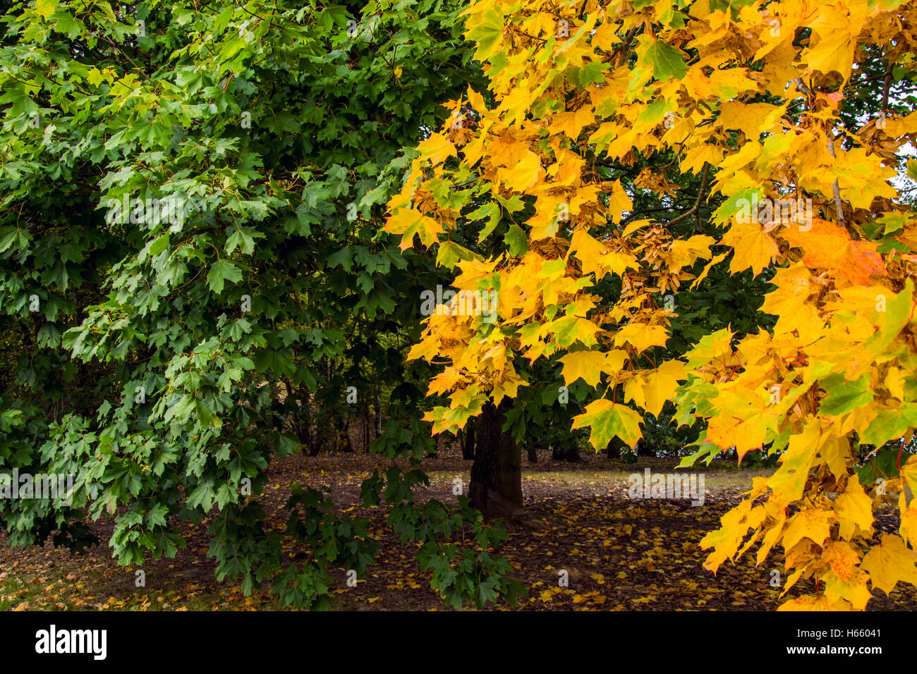 Tageslicht im Herbst Szene gedreht im Wald zeigen eine Vielzahl von farbigen getrocknete Blätter, die saisonale Stimmung zu schaffen. Stockfoto