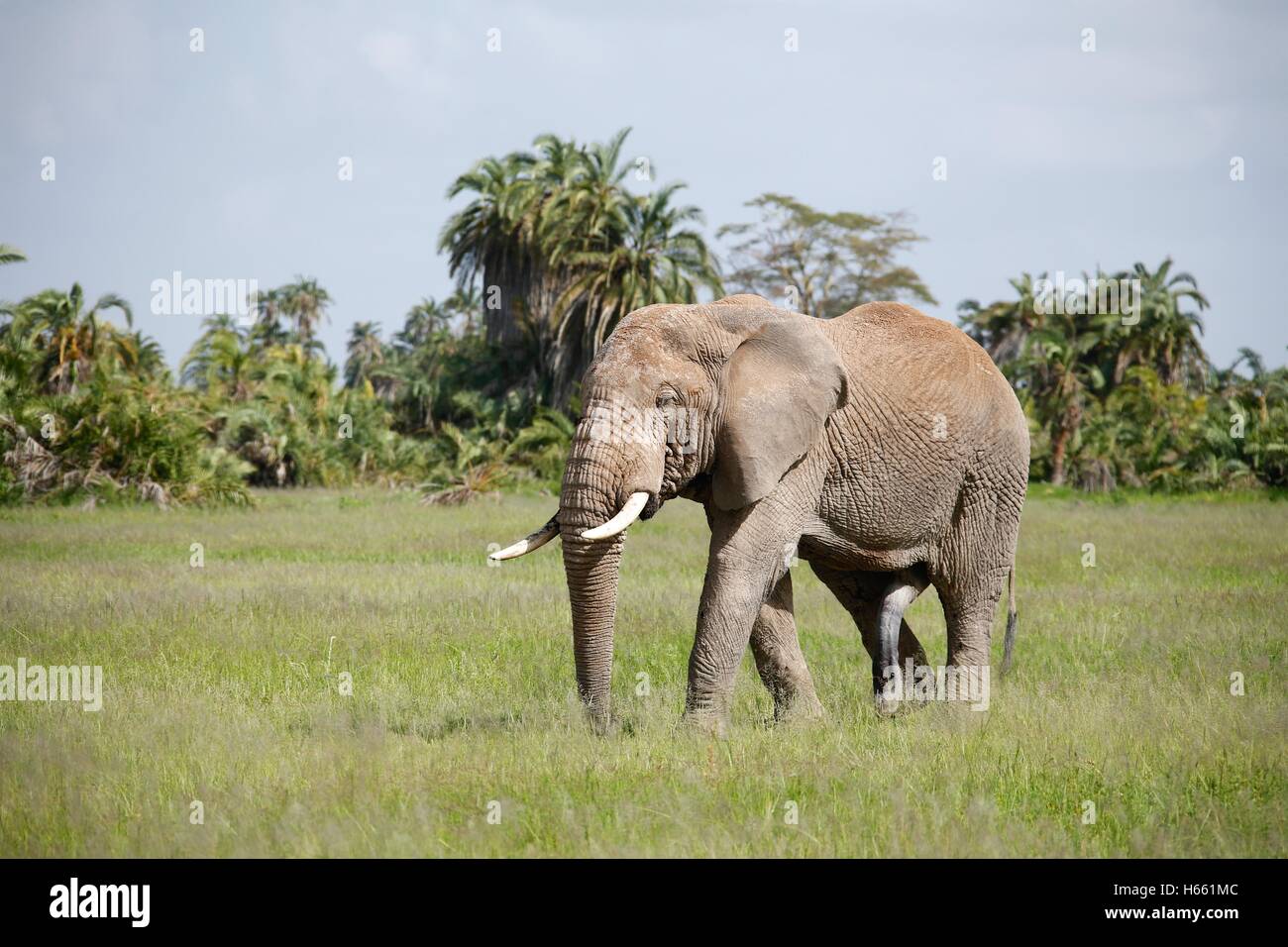 Wilde männliche Elefantenbullen auf Safari im Amboseli Nationalpark, Kenia. Stockfoto