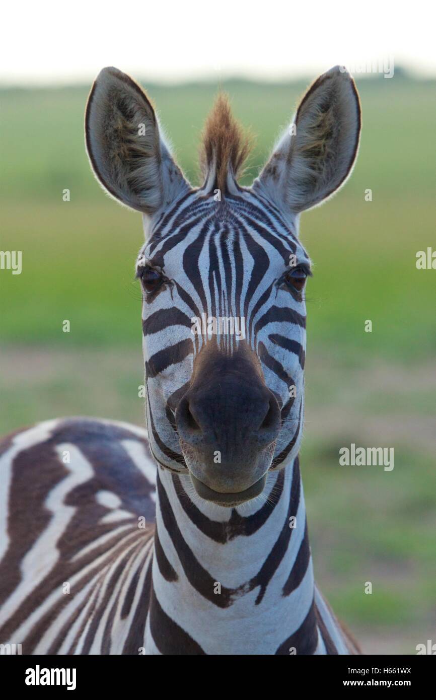 Lustige Zebra Closeup auf Safari in Masai Mara, Kenia. Stockfoto
