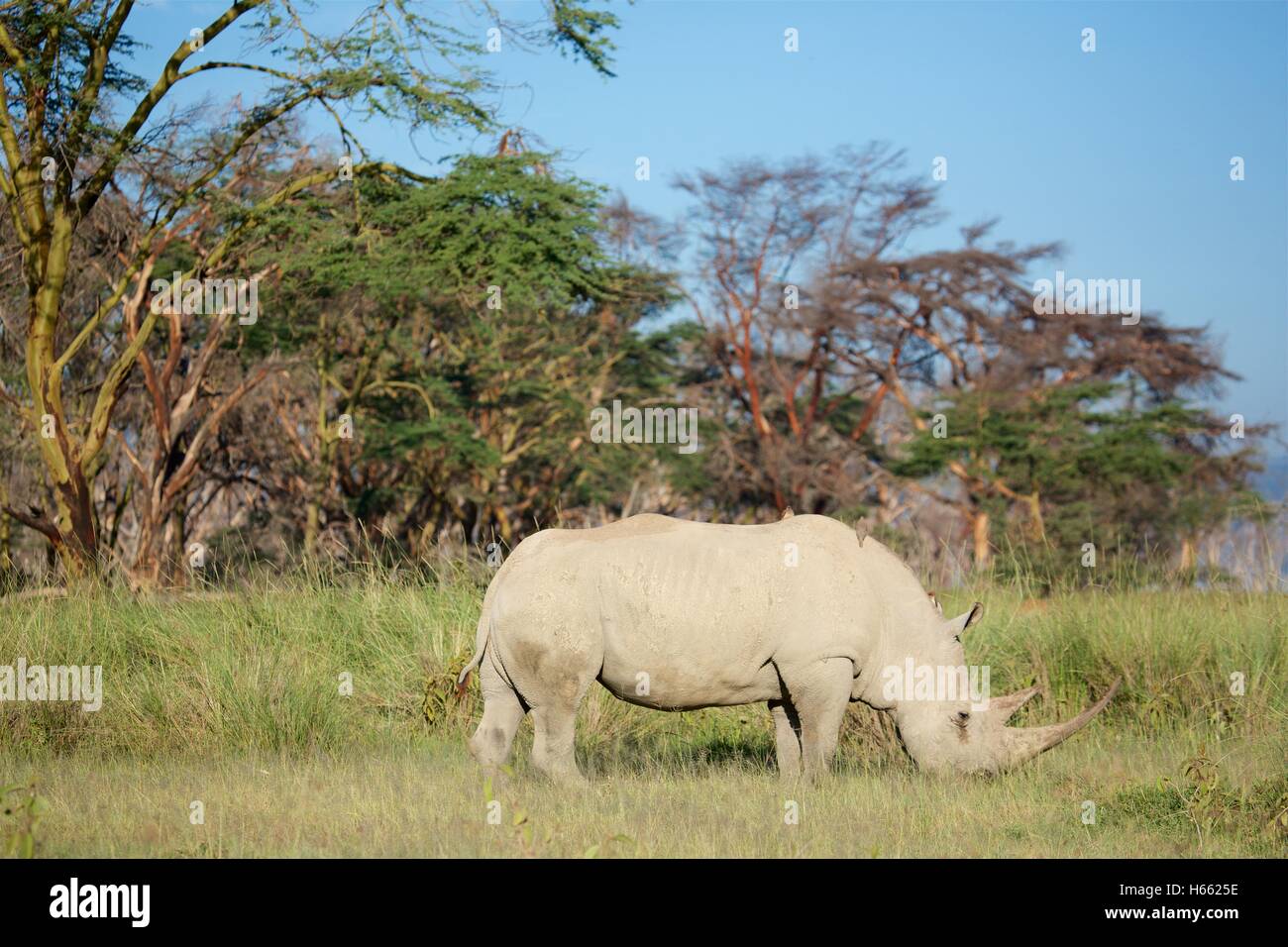 Eine vom Aussterben bedrohte Breitmaulnashorn angesehen auf Safari im Lake Nakuru, Kenia Stockfoto