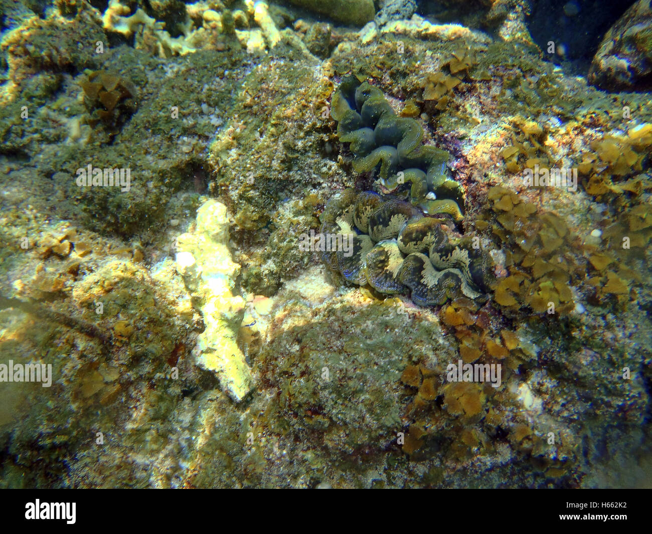 Große Muschel Tridacna am Strand undersea Thailand Stockfoto
