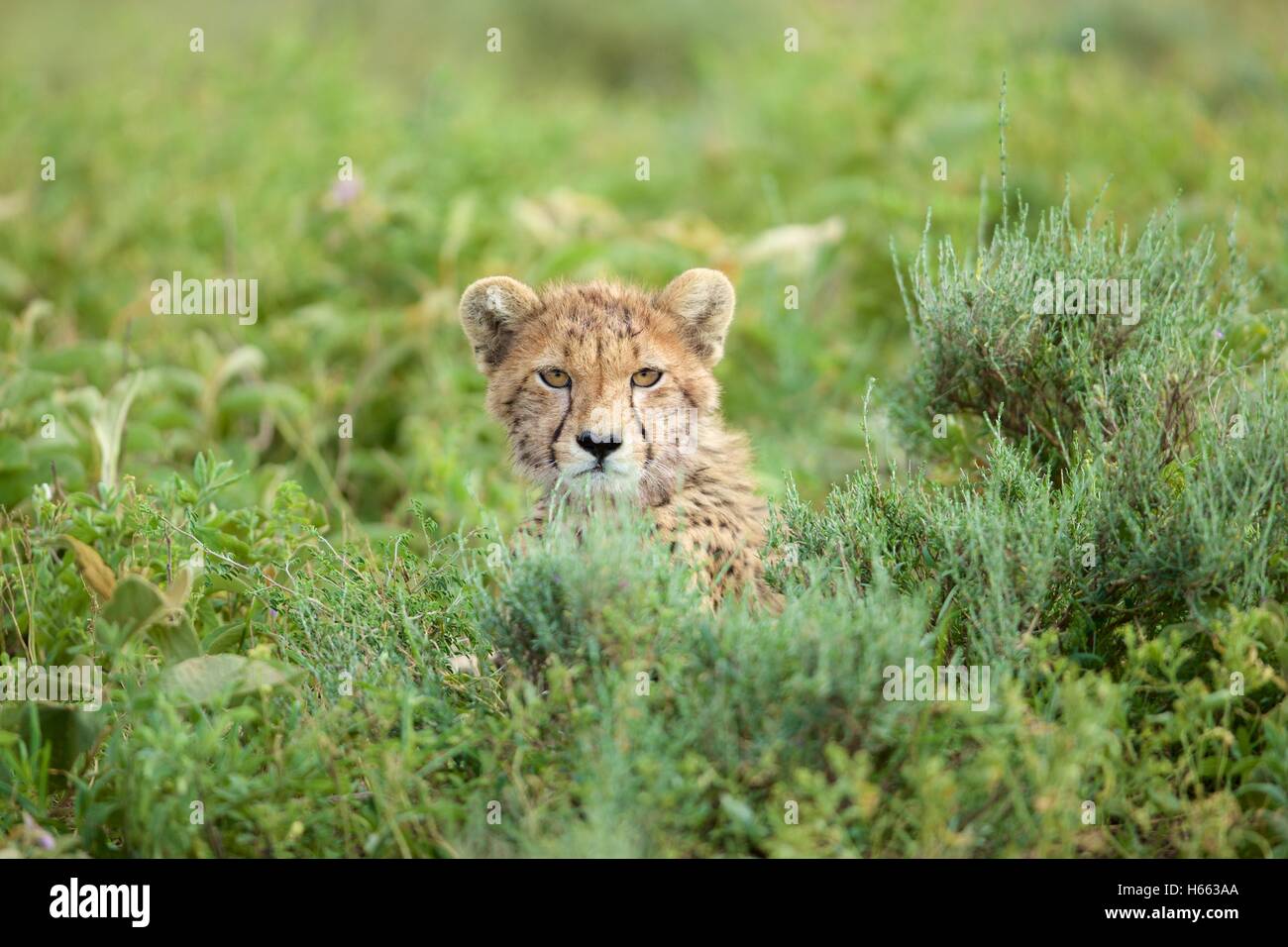 Anzeigen von Geparden auf Safari im Serengeti Nationalpark, Tansania. Stockfoto