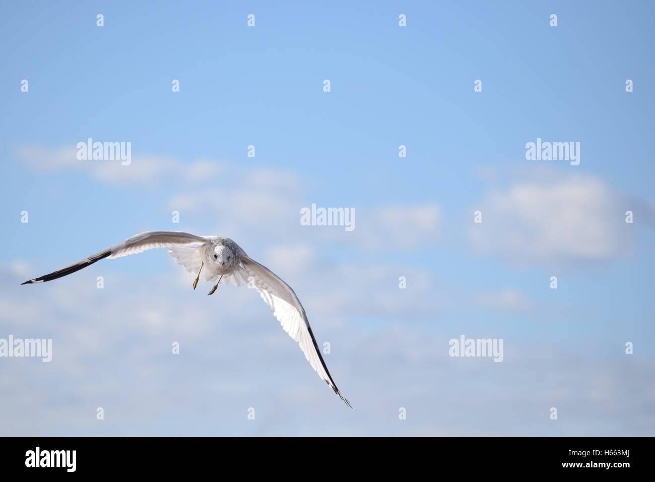 Eine Möwe fliegen durch die Luft. Stockfoto