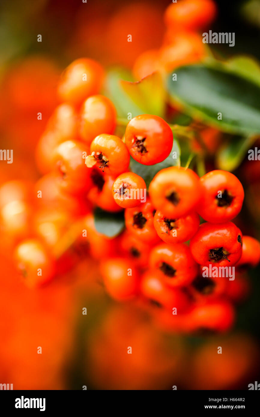 Orange Zwergmispel Beeren im Herbst oder im Herbst Stockfoto