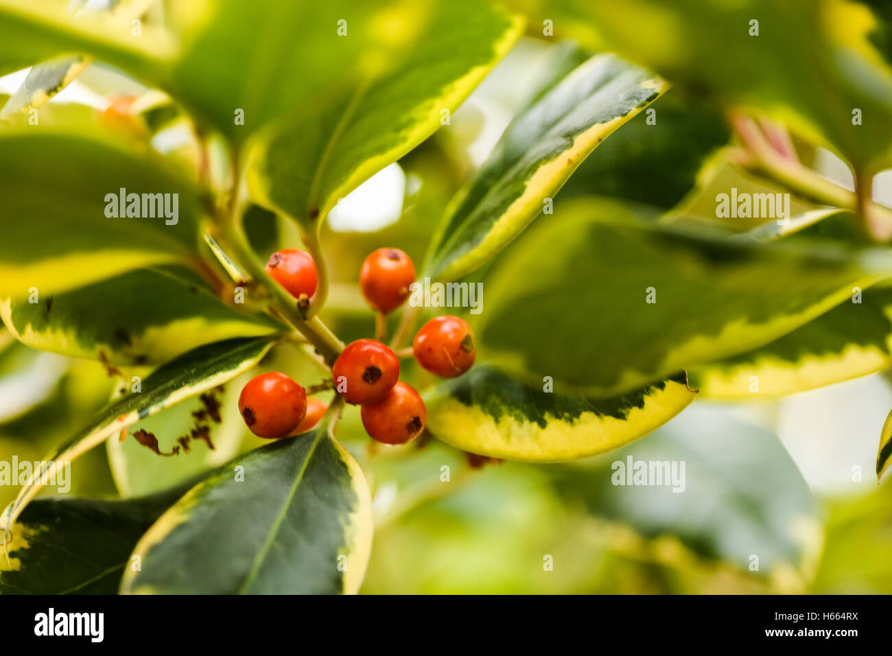 Holly rote Beeren im Frühherbst. Wetter-Überlieferung zufolge ein harter Winter folgt Anfang Beeren Stockfoto