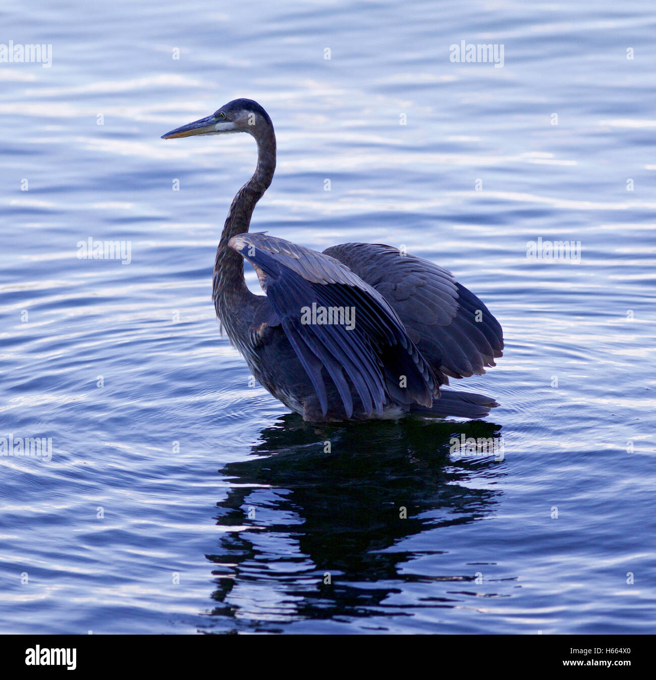 Schönes Bild mit einer Great Blue heron Stockfoto