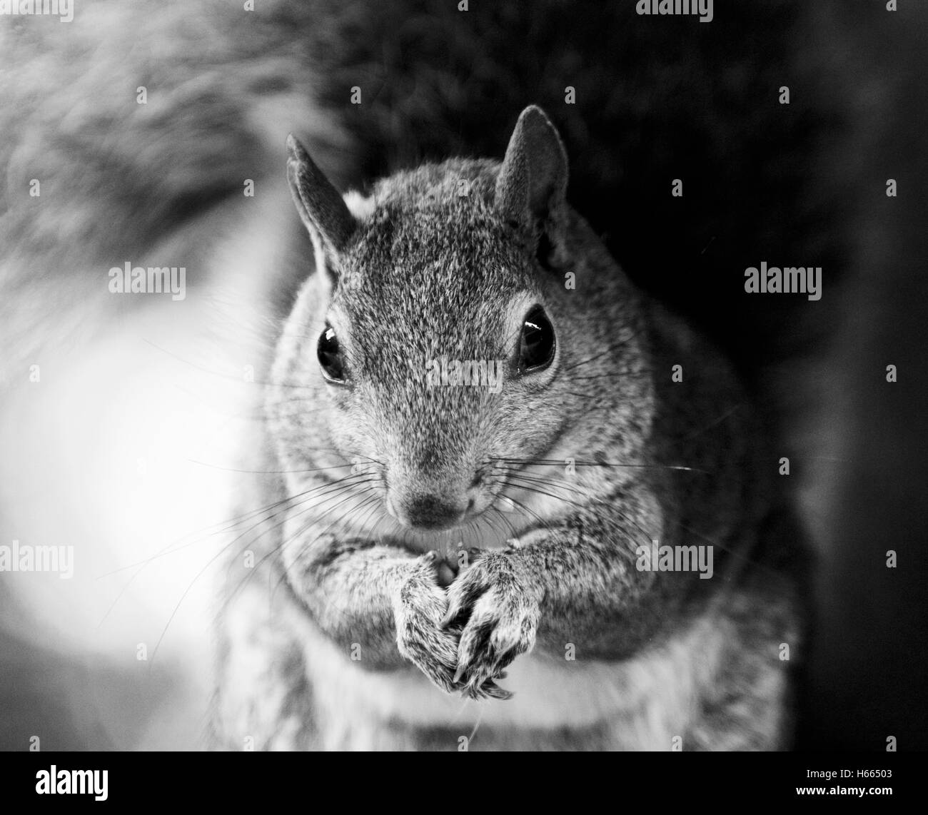 Schöne schwarze und Whiteportrait von einer wilden niedliche lustige Eichhörnchen Stockfoto