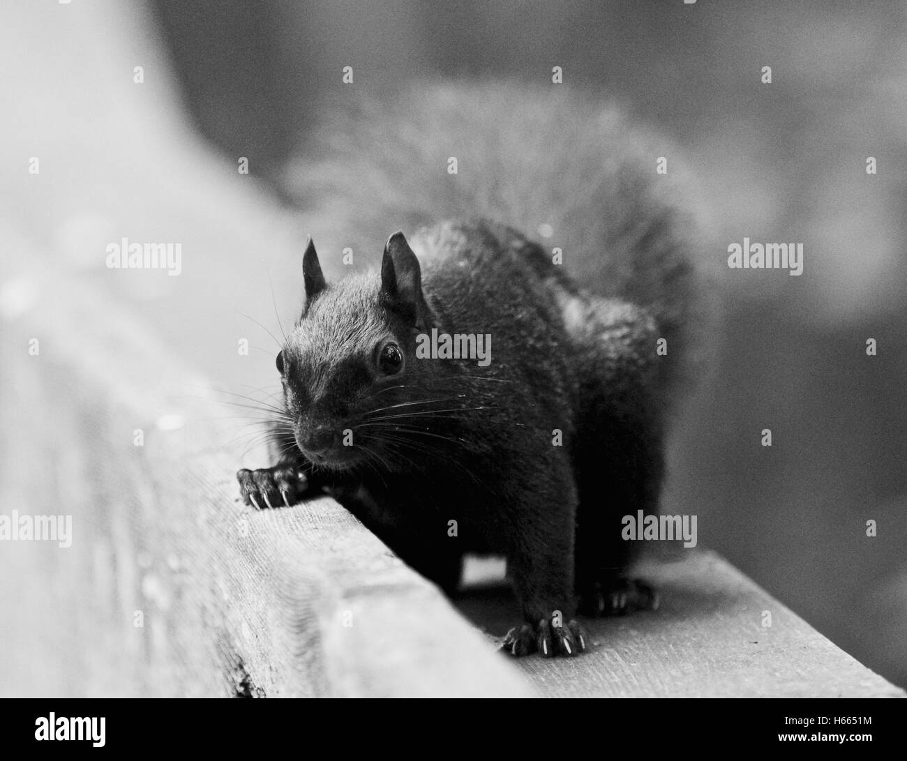 Schöne schwarz / weiß Bild mit einem niedlichen lustige Eichhörnchen auf der Suche nach etwas Stockfoto