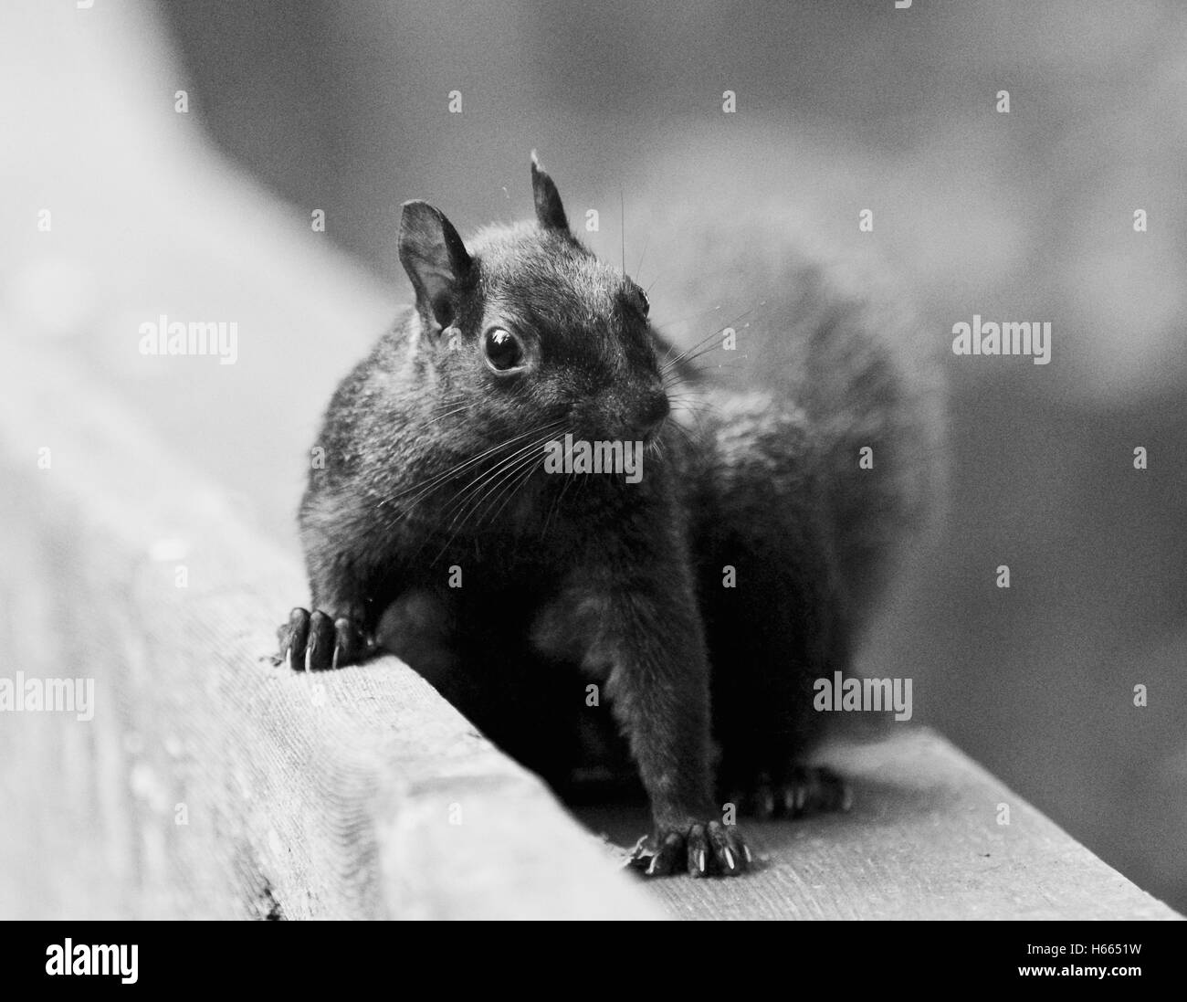 Schöne isoliert schwarz / weiß Foto eines netten lustigen Eichhörnchens Stockfoto