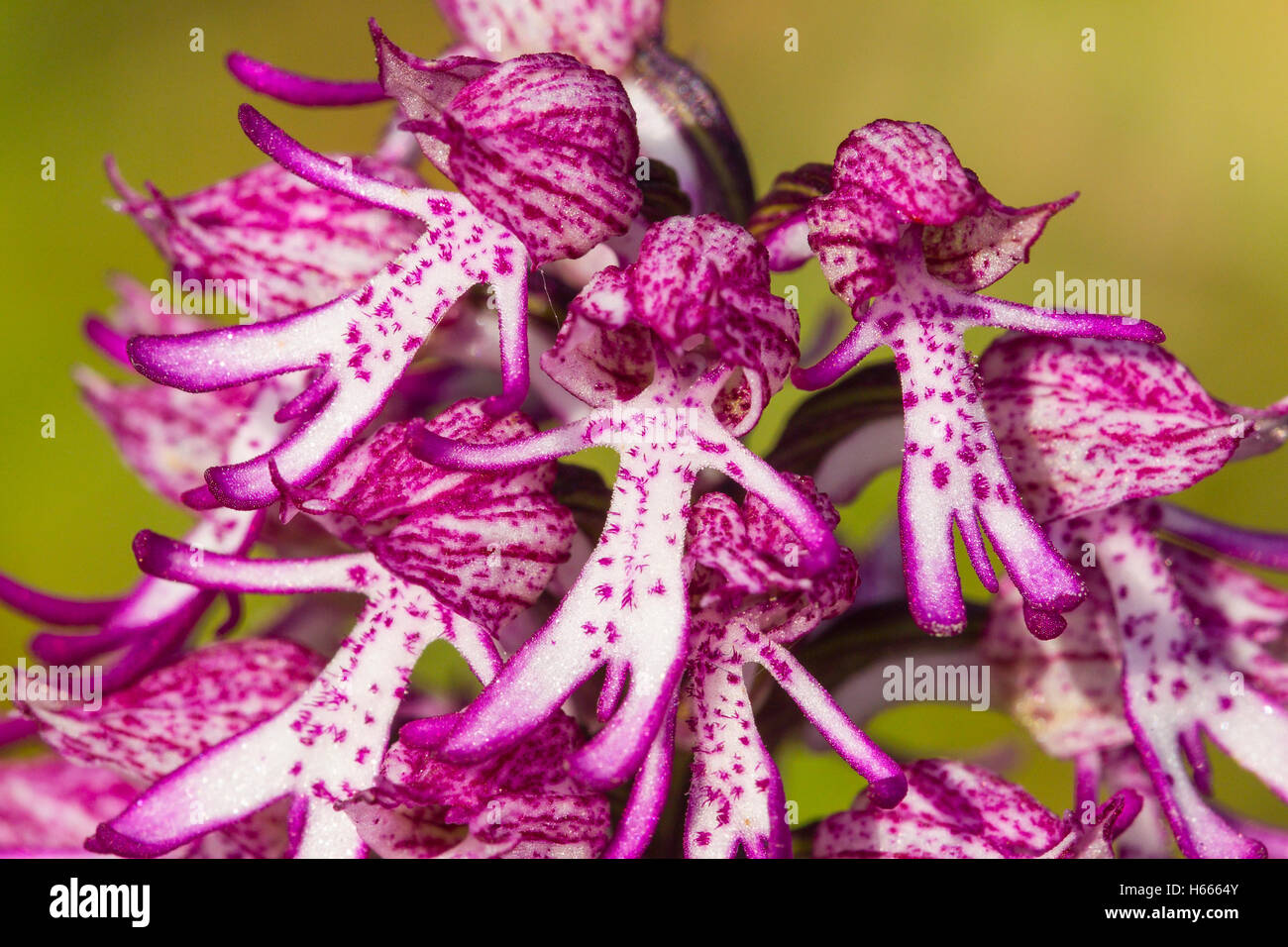 Affe x Lady Orchidee Hybrid (Orchis Purpurea x Orchis Simia) wächst in Wiese, England, UK Stockfoto