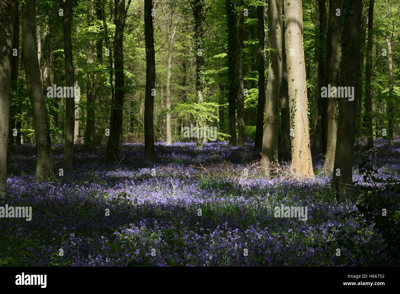 Blue Bell Wald, Angmerring, West sussex Stockfoto