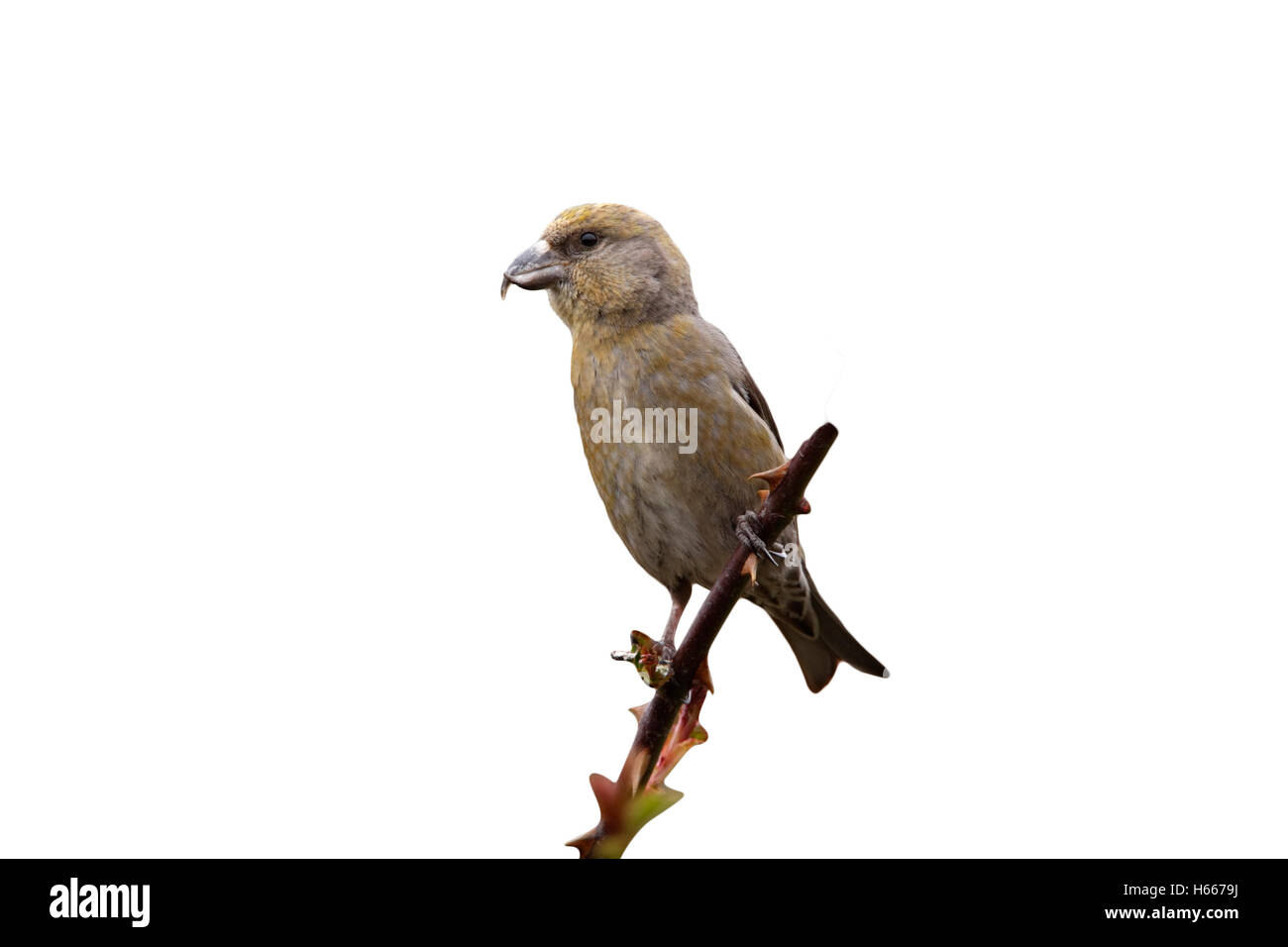 Kreuzschnabel Loxia Curvirostra, Weiblich, Spanien, Frühling Stockfoto