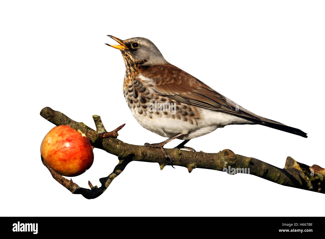 Wacholderdrossel, Turdus Pilaris, einziger Vogel auf Äpfel im Baum, Warwickshire, Dezember 2012 Stockfoto