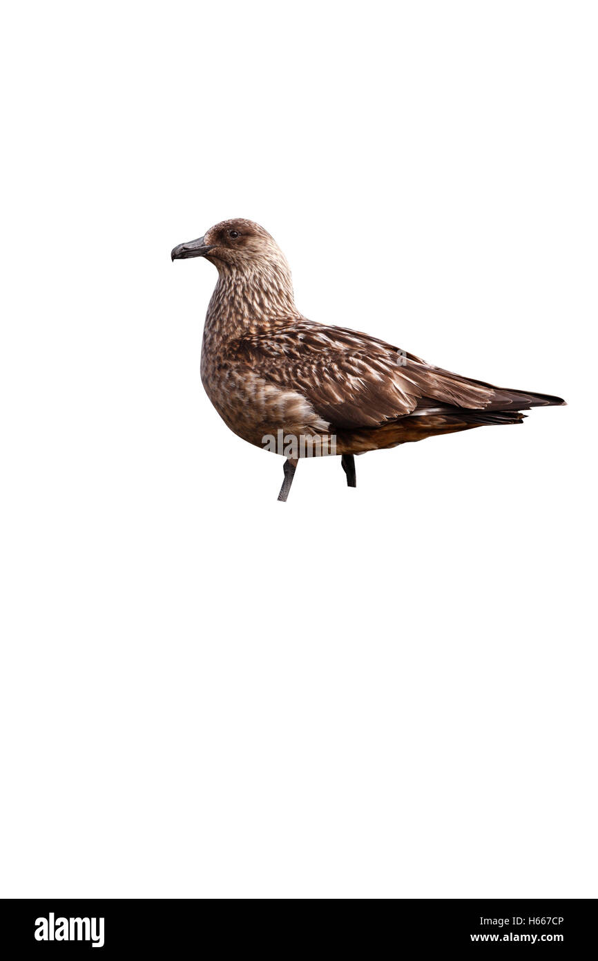 Great Skua Stercorarius Skua, einziger Vogel auf moorland Stockfoto