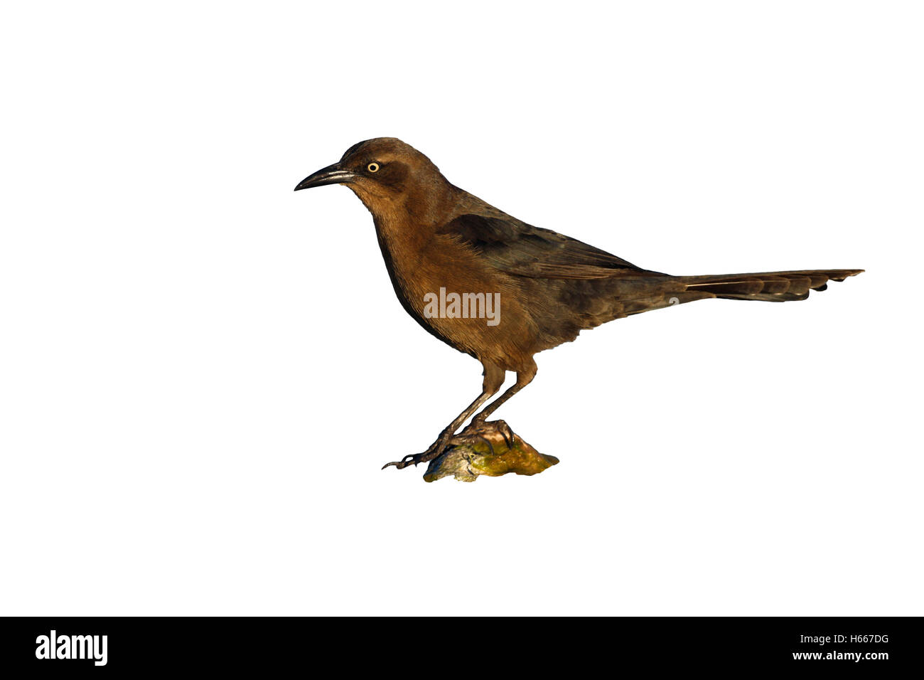 Groß-tailed Grackle, Quiscalus Mexicanus, Weiblich, Arizona, USA Stockfoto